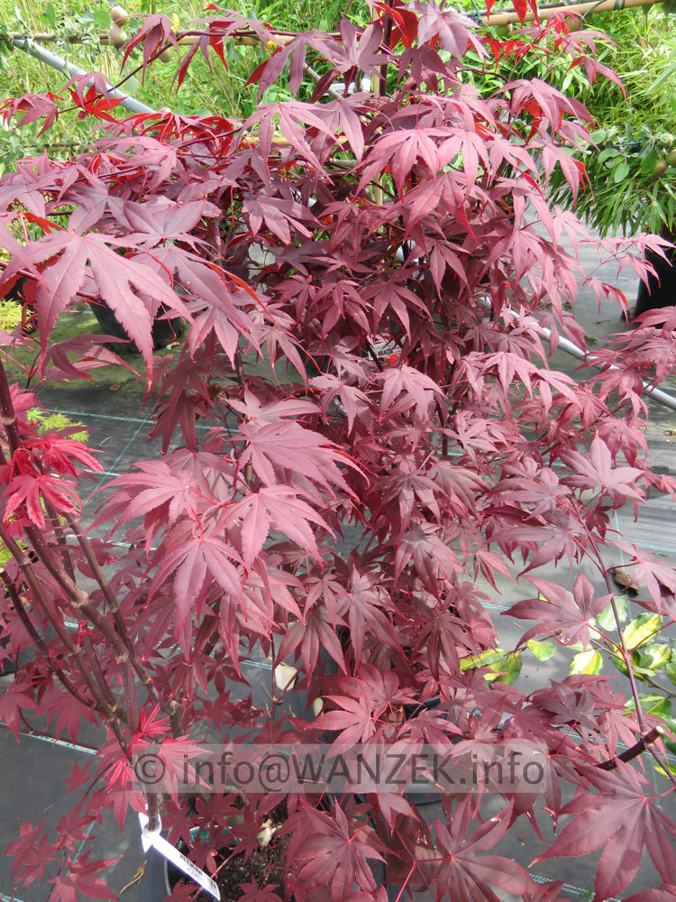 Acer palmatum Bloodgood.JPG